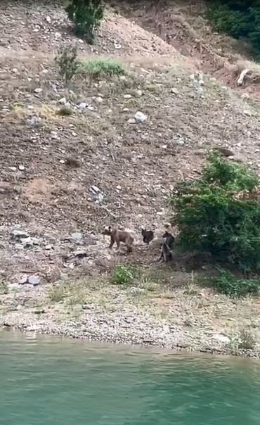 Artvin’de tekne ile baraj gölünde yapılan turlar hayvanat bahçesi turlarını aratmıyor