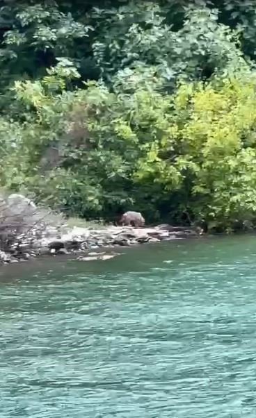 Artvin’de tekne ile baraj gölünde yapılan turlar hayvanat bahçesi turlarını aratmıyor
