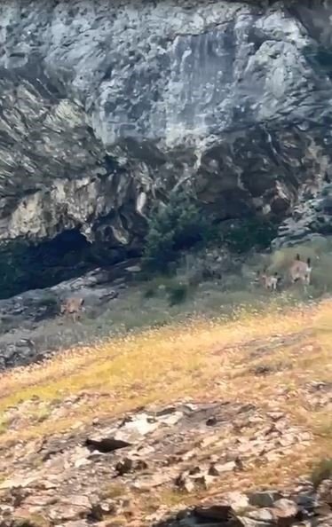 Artvin’de tekne ile baraj gölünde yapılan turlar hayvanat bahçesi turlarını aratmıyor