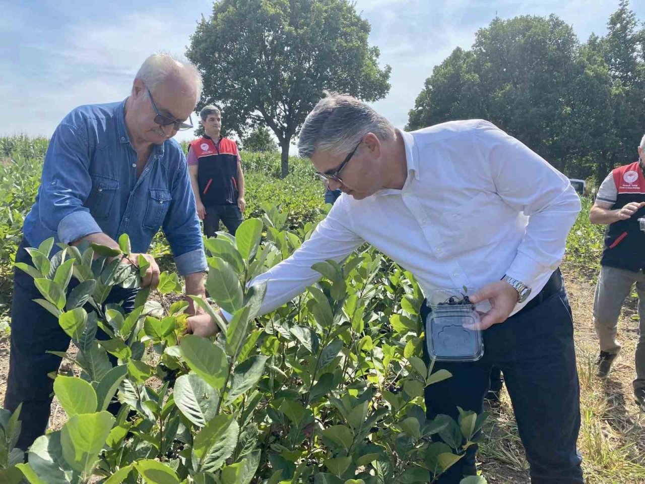 Balya’da aronya hasadı başladı