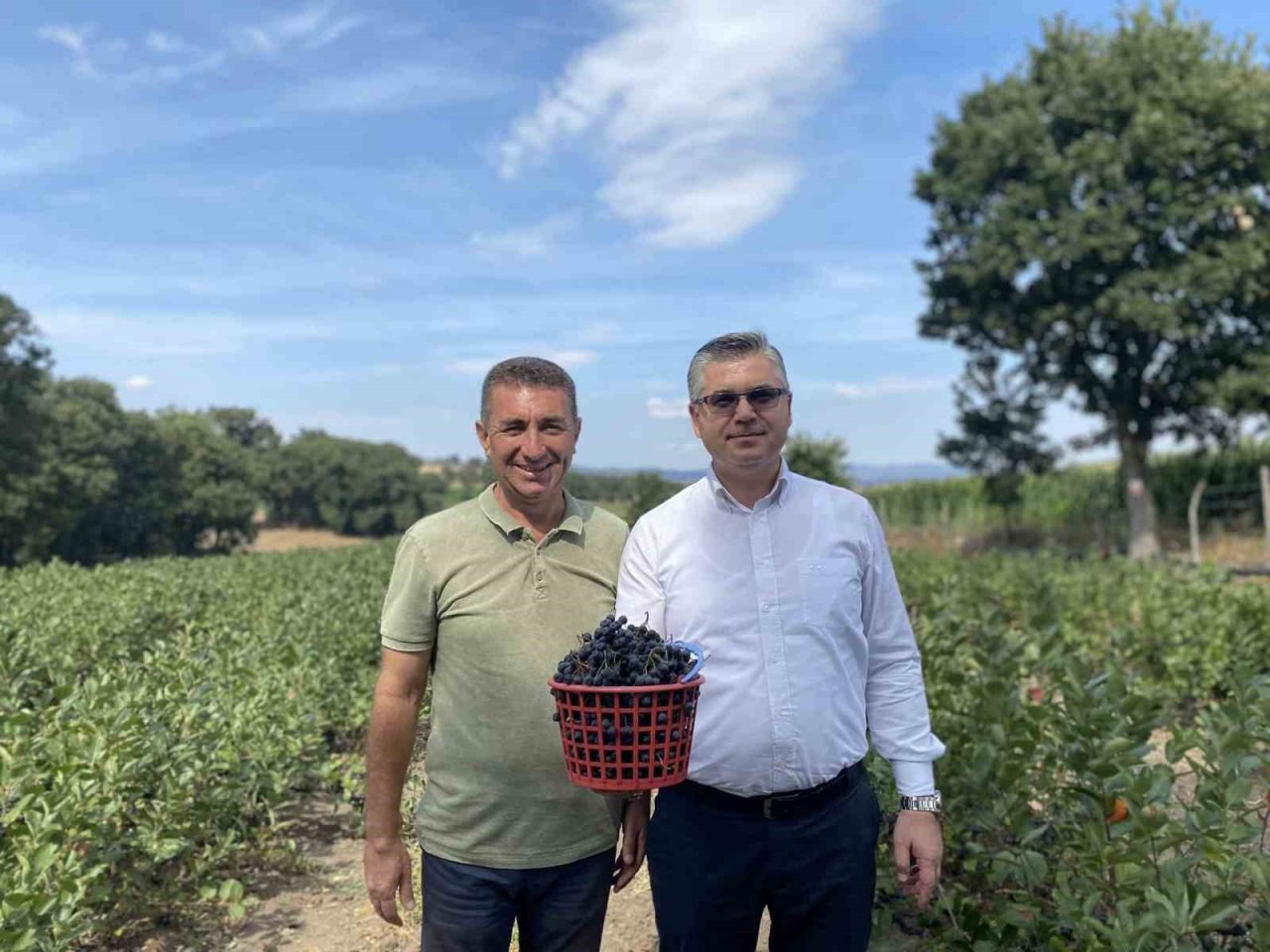 Balya’da aronya hasadı başladı