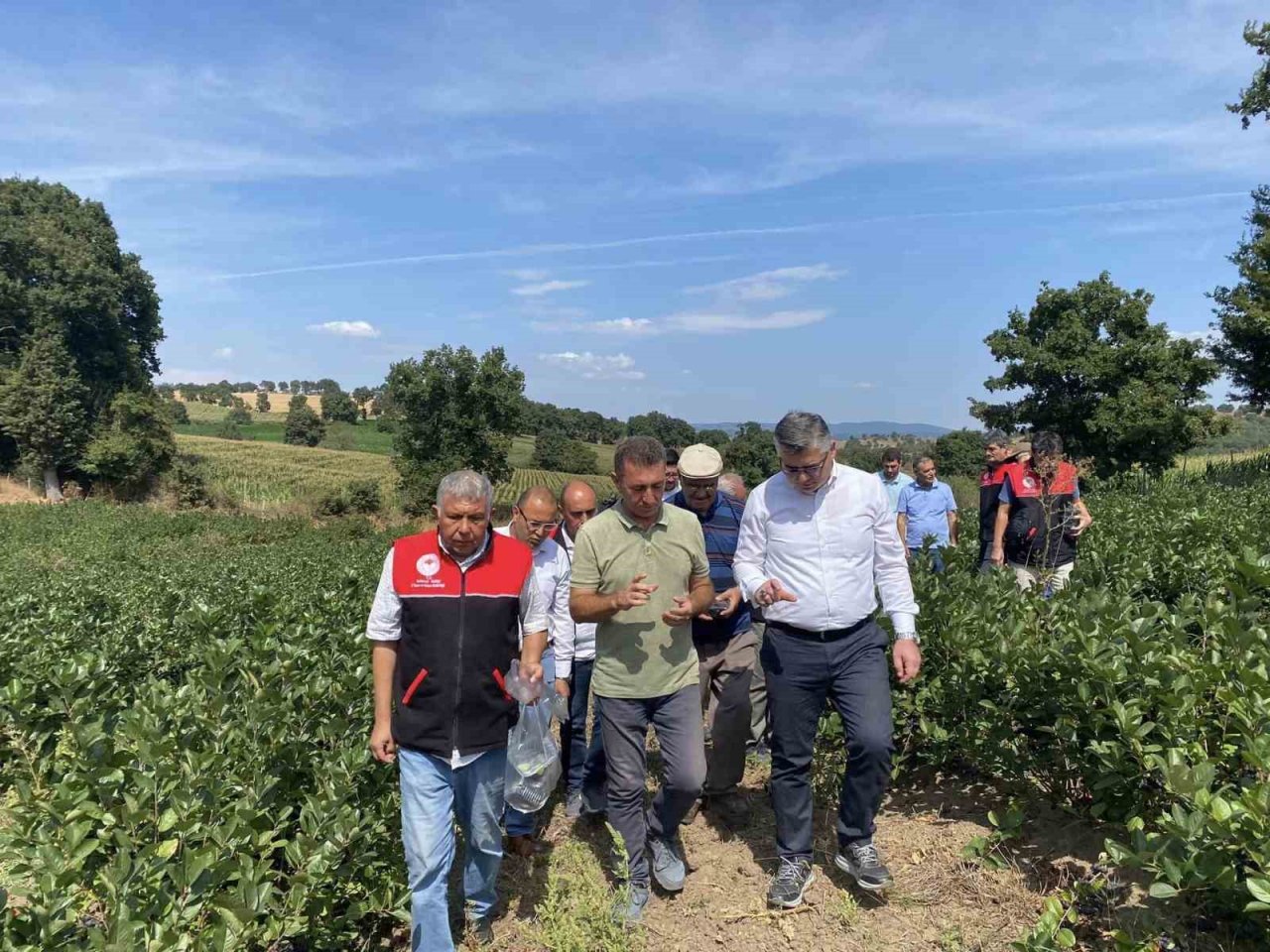 Balya’da aronya hasadı başladı