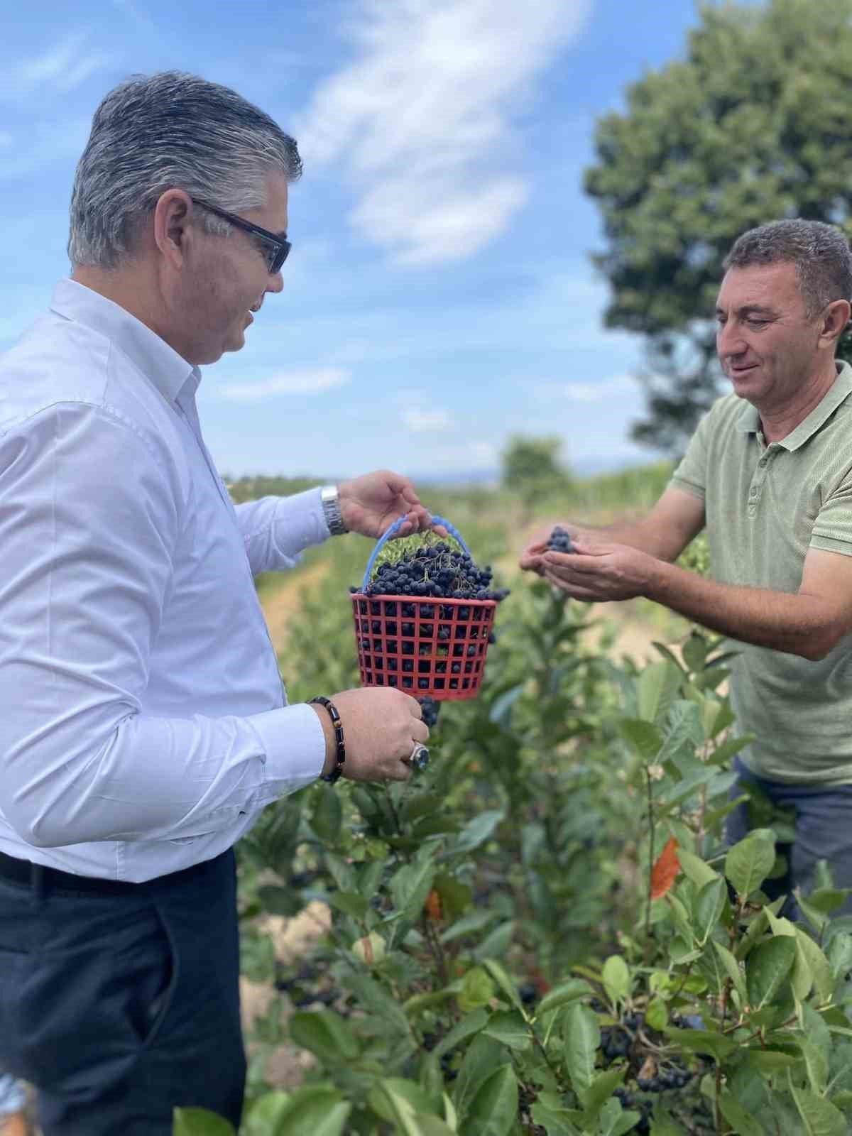 Balya’da aronya hasadı başladı