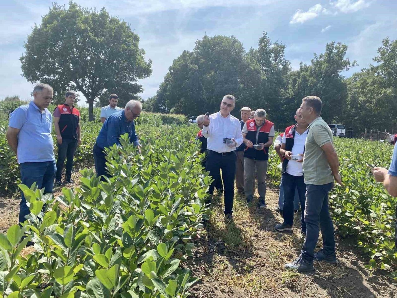 Balya’da aronya hasadı başladı