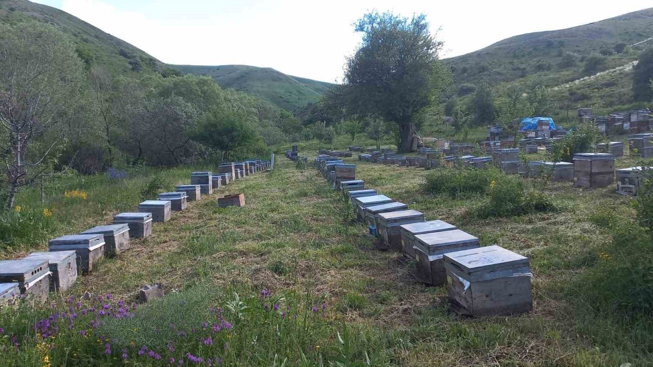 Kestane balı üretiminde büyük düşüş