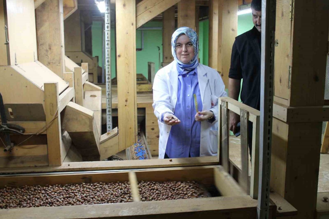 Fındık ihracatı yapılan tesiste inceleme