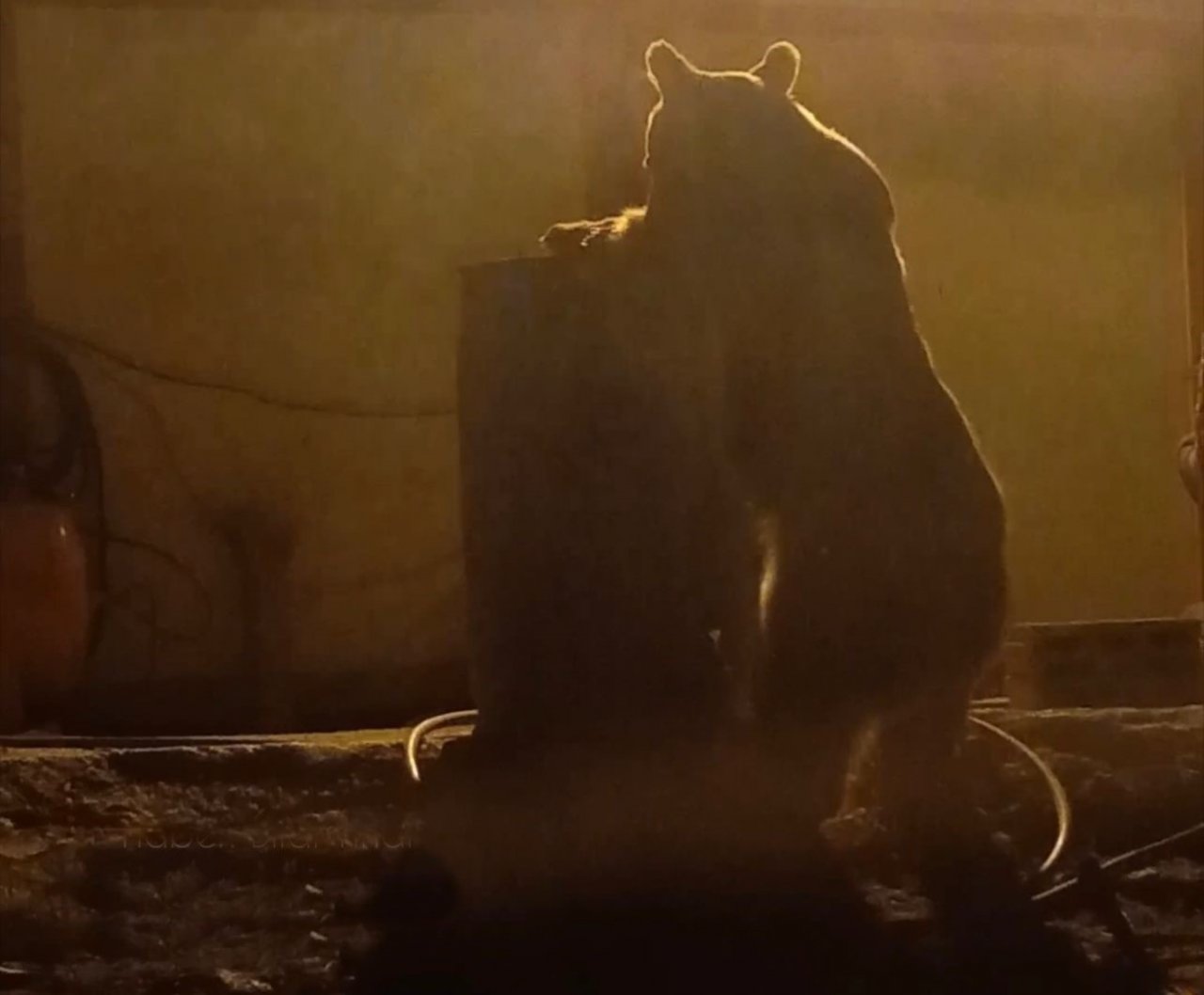 Yüksekova’da ayılar bir şantiyeyi mesken tuttu