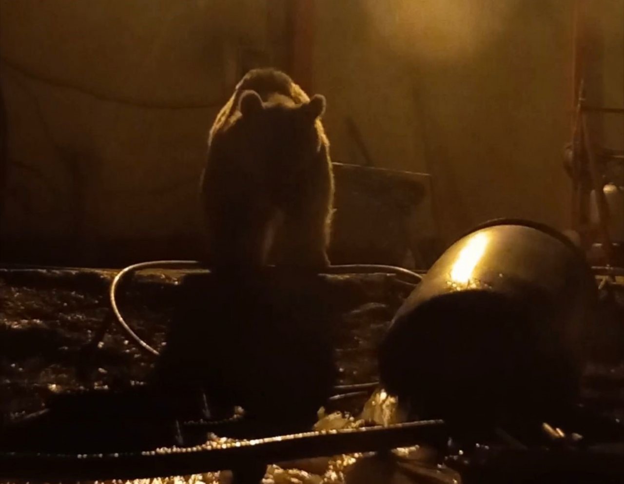 Yüksekova’da ayılar bir şantiyeyi mesken tuttu