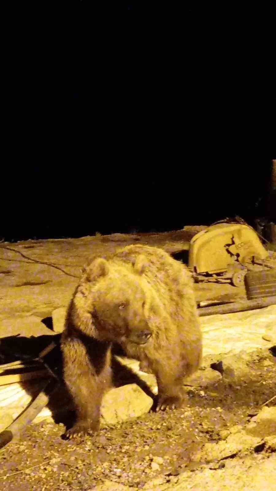 Yüksekova’da ayılar bir şantiyeyi mesken tuttu