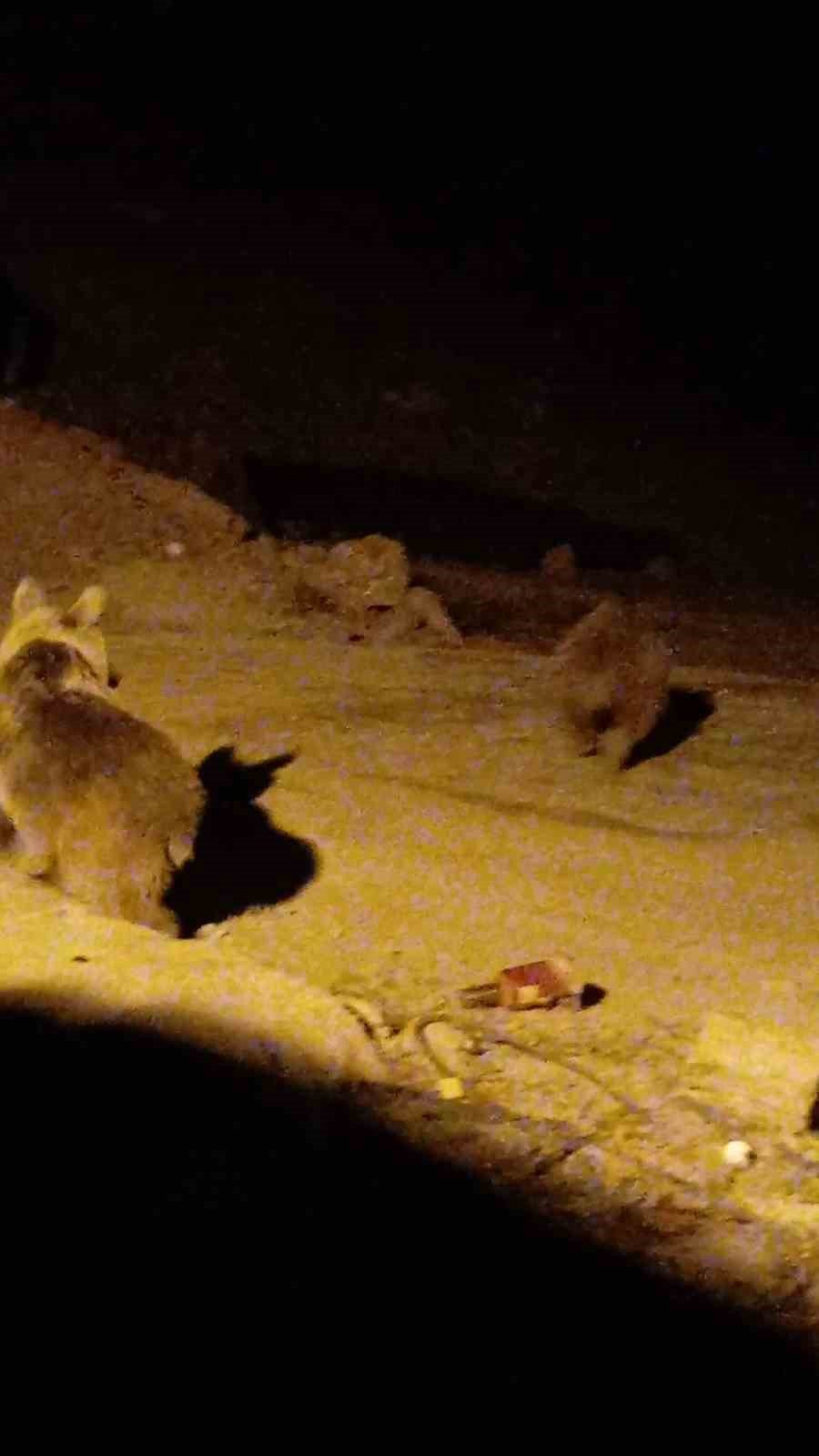 Yüksekova’da ayılar bir şantiyeyi mesken tuttu