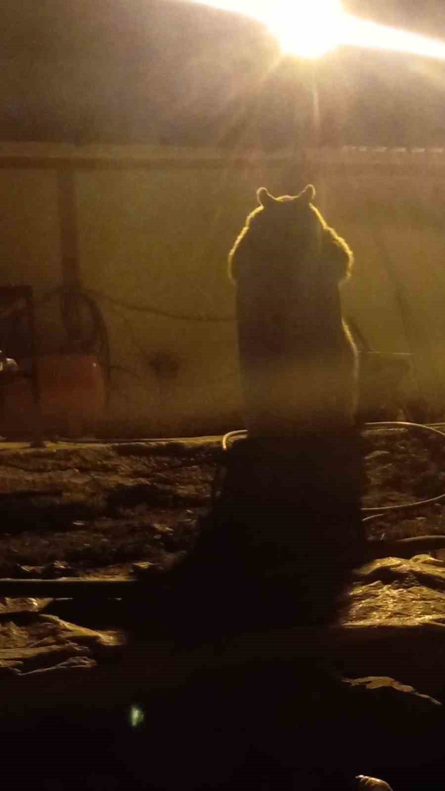 Yüksekova’da ayılar bir şantiyeyi mesken tuttu