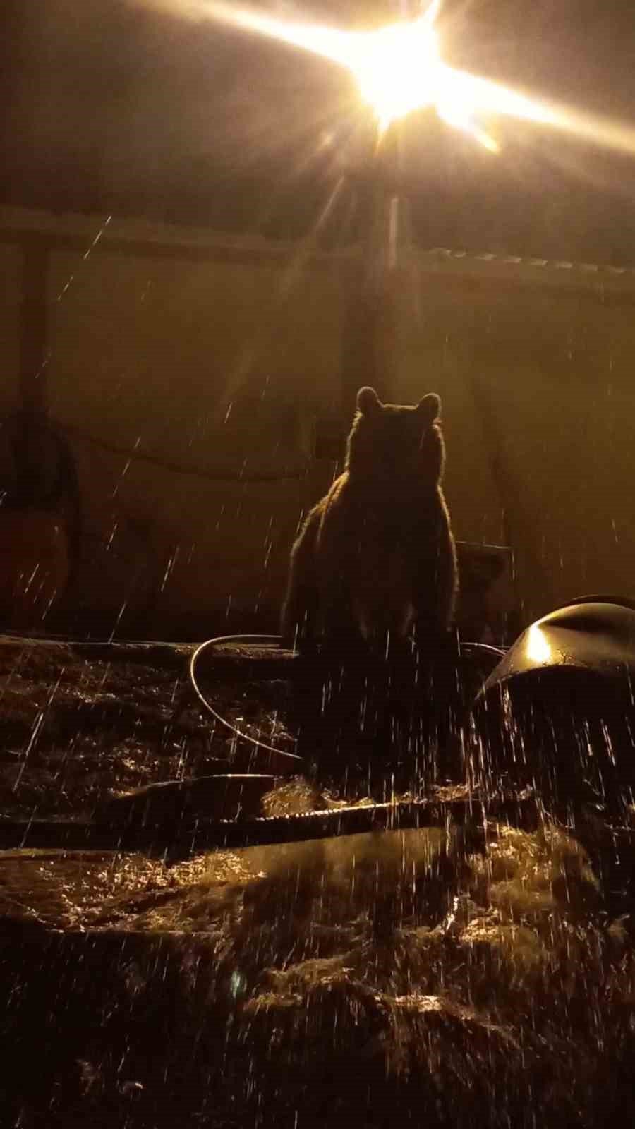 Yüksekova’da ayılar bir şantiyeyi mesken tuttu