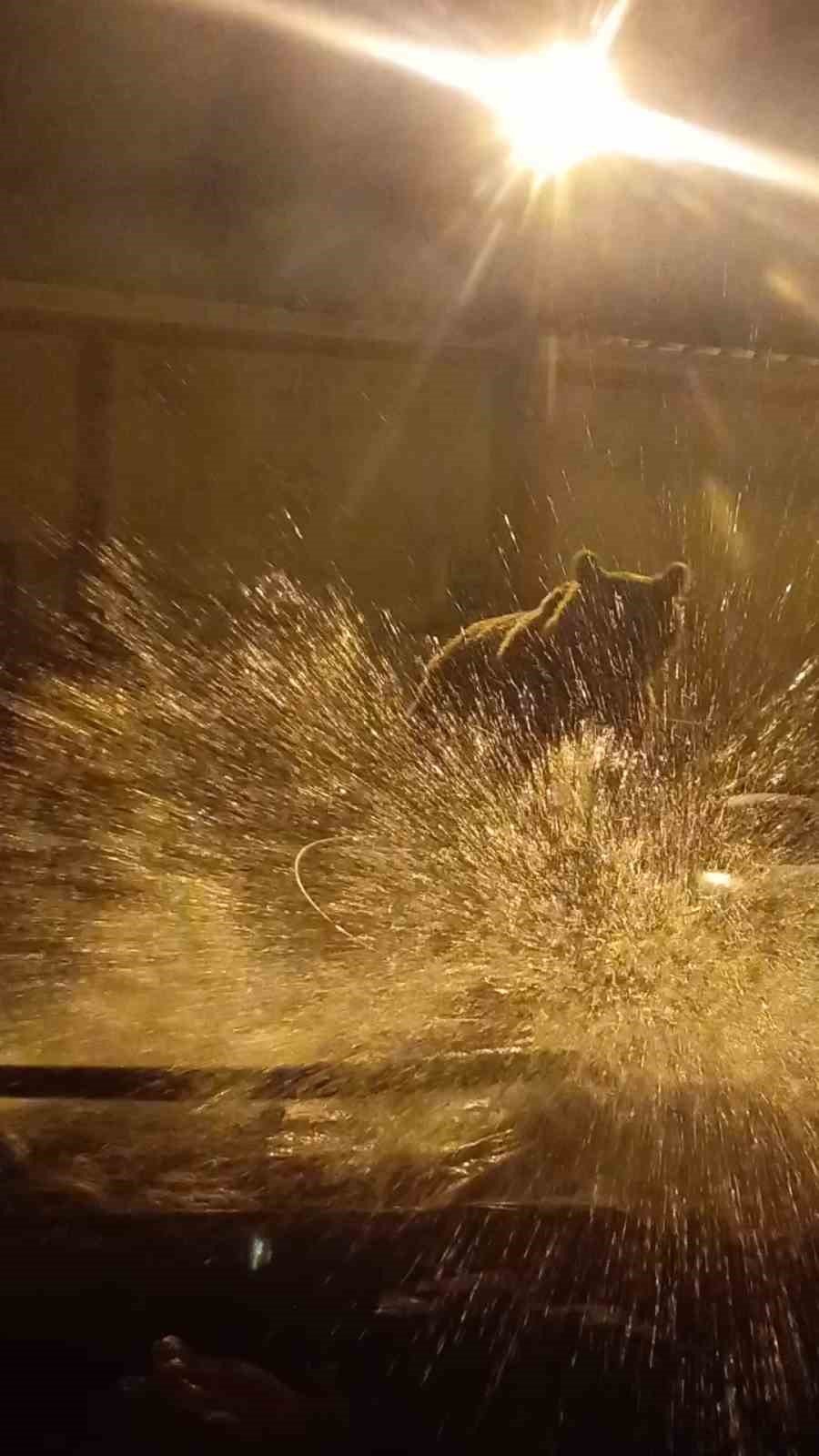 Yüksekova’da ayılar bir şantiyeyi mesken tuttu