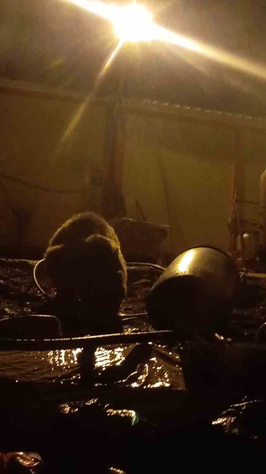 Yüksekova’da ayılar bir şantiyeyi mesken tuttu