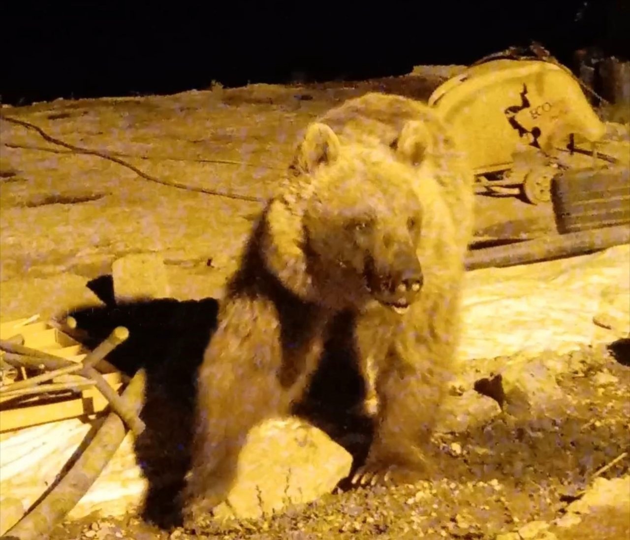 Yüksekova’da ayılar bir şantiyeyi mesken tuttu