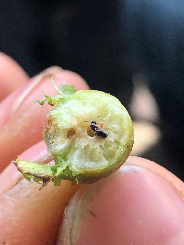 Kestane balı üretiminde büyük düşüş