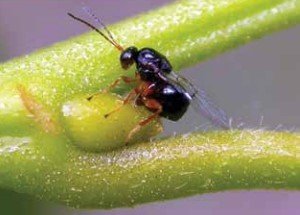 Kestane balı üretiminde büyük düşüş