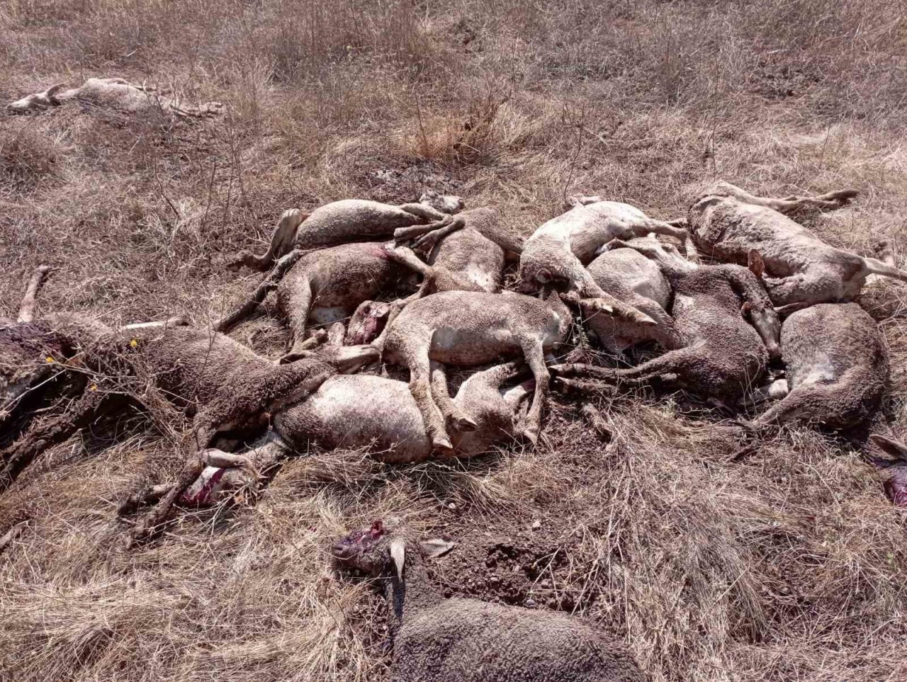 Emet’te yıldırım düşmesi sonucu 22 küçükbaş hayvan telef oldu