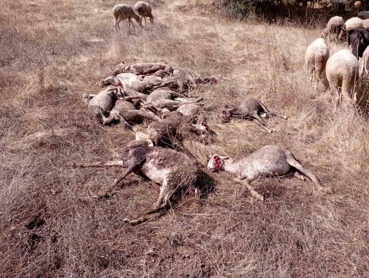 Emet’te yıldırım düşmesi sonucu 22 küçükbaş hayvan telef oldu