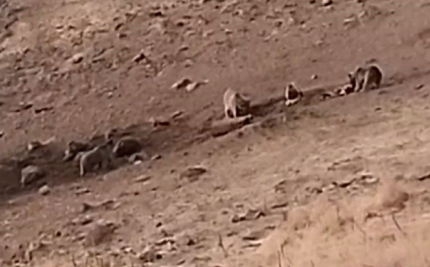 Tunceli’de sakatat için ziyaretgaha gelen 4 boz ayı görüntülendi