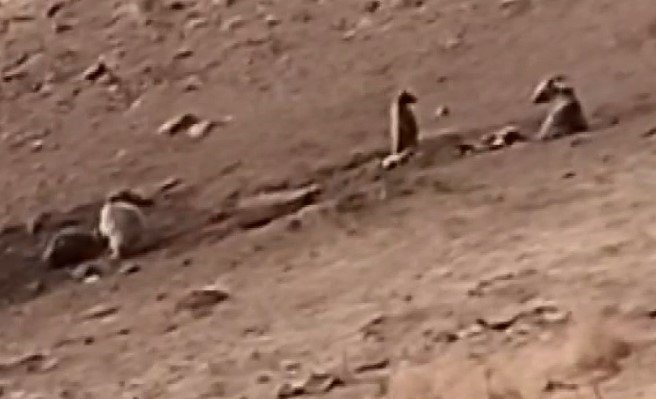 Tunceli’de sakatat için ziyaretgaha gelen 4 boz ayı görüntülendi