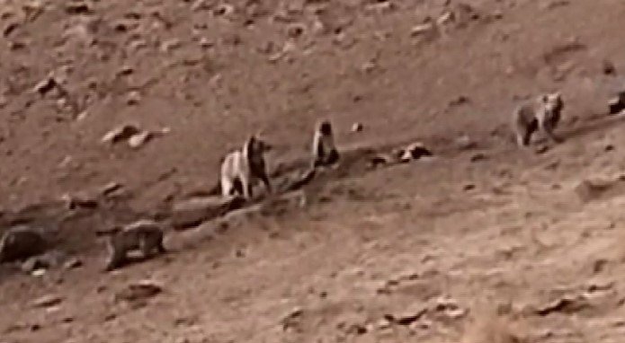 Tunceli’de sakatat için ziyaretgaha gelen 4 boz ayı görüntülendi