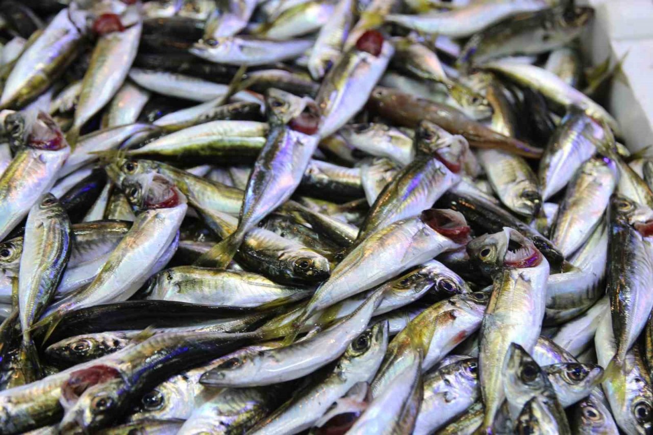 Palamut olmayınca krallık hamsiye kaldı