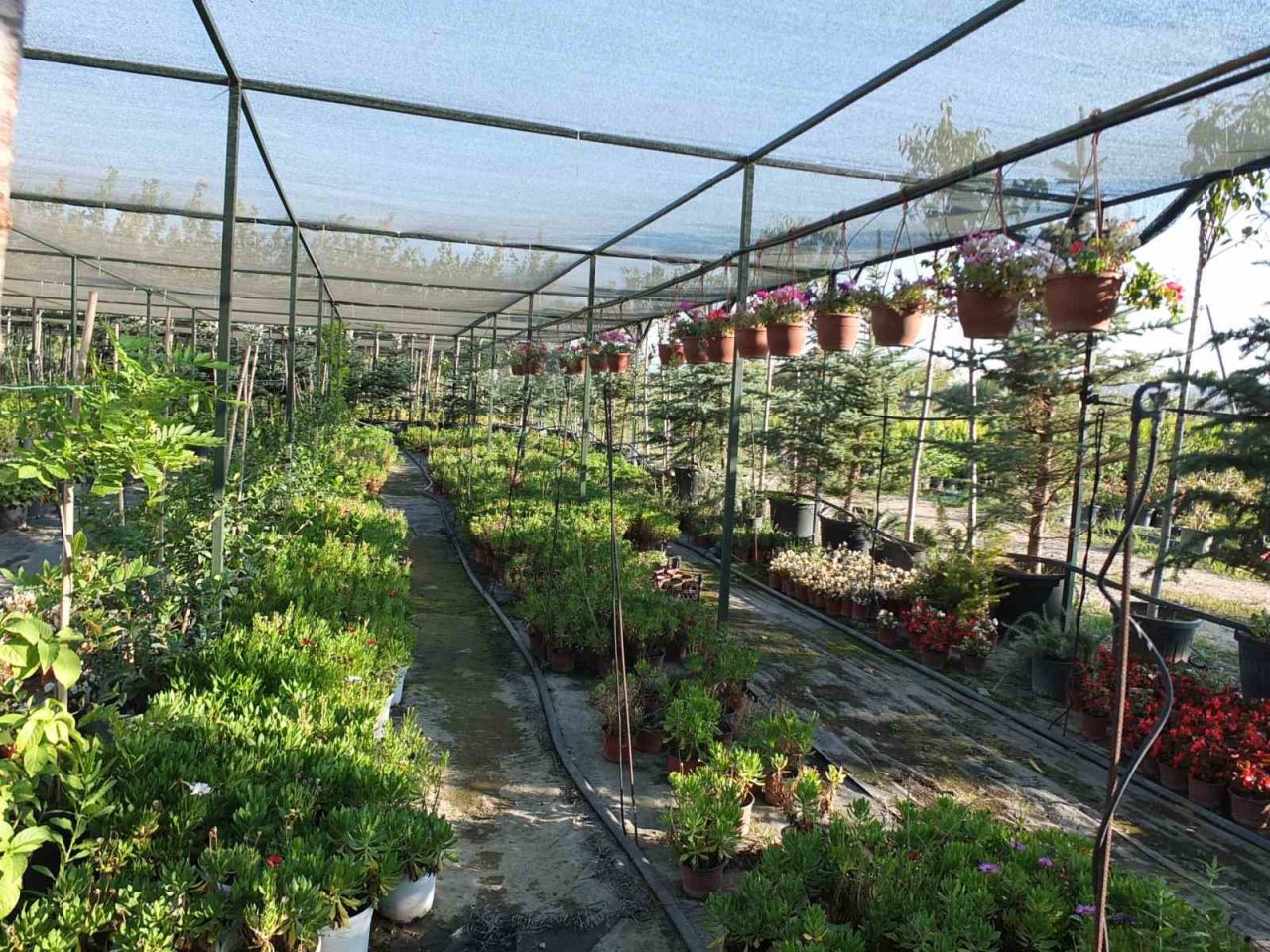 Emekli bankacı 500 çeşit bitki yetiştirdi