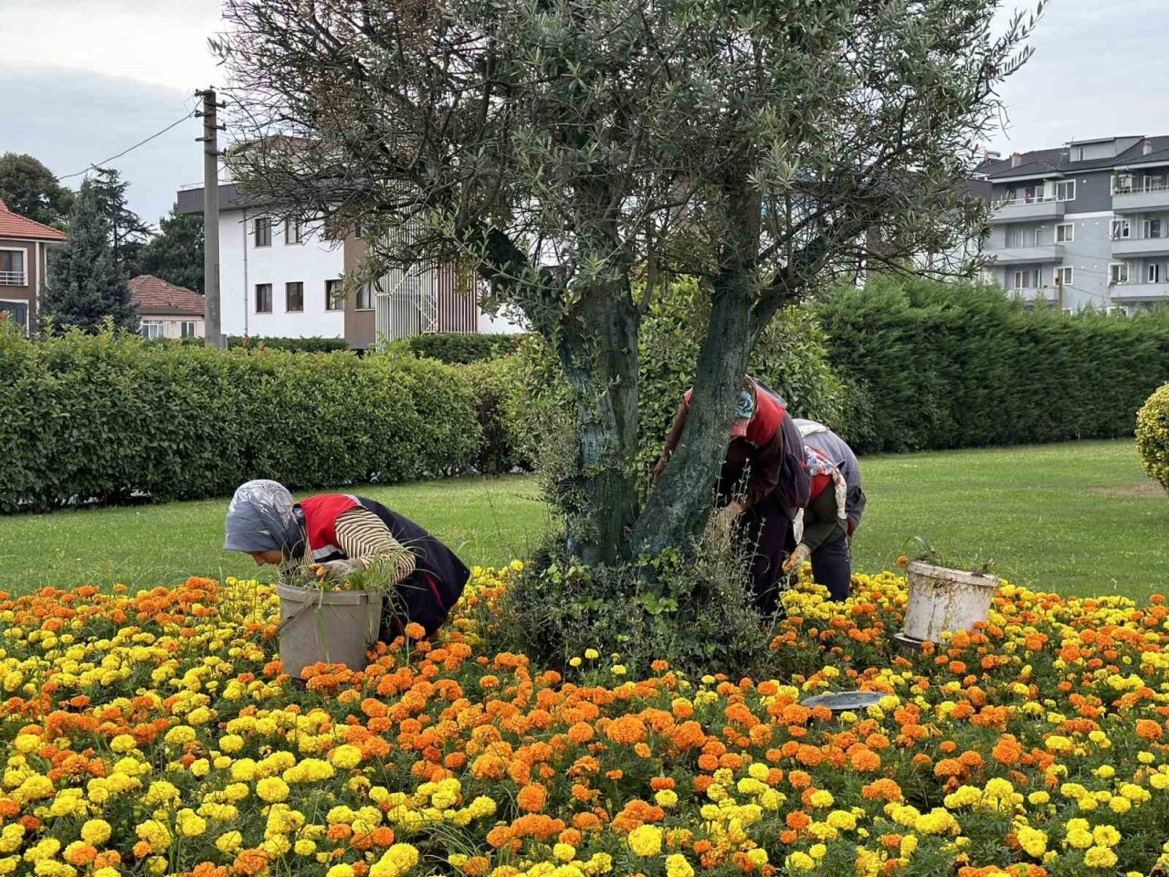 Kervan kavşağı çiçekleniyor