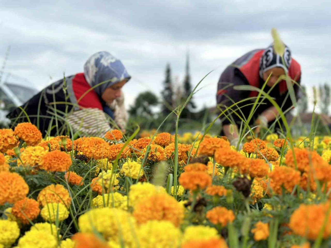 Kervan kavşağı çiçekleniyor