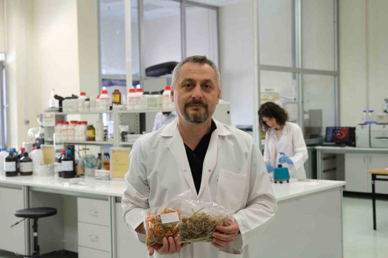 Çiğdemin şifa dolu sırları ortaya çıktı