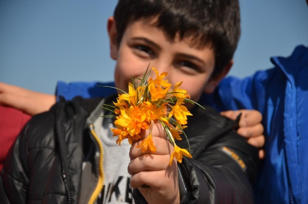 Çiğdemin şifa dolu sırları ortaya çıktı