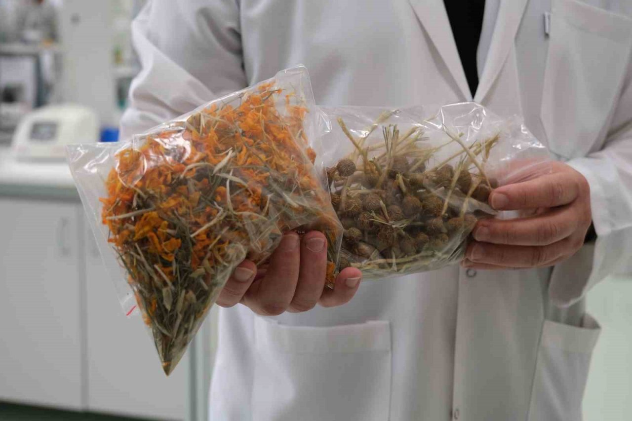 Çiğdemin şifa dolu sırları ortaya çıktı