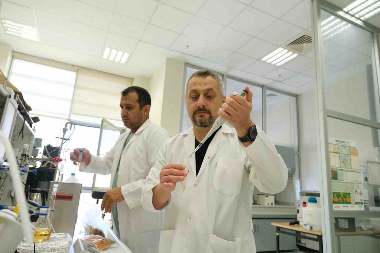 Çiğdemin şifa dolu sırları ortaya çıktı