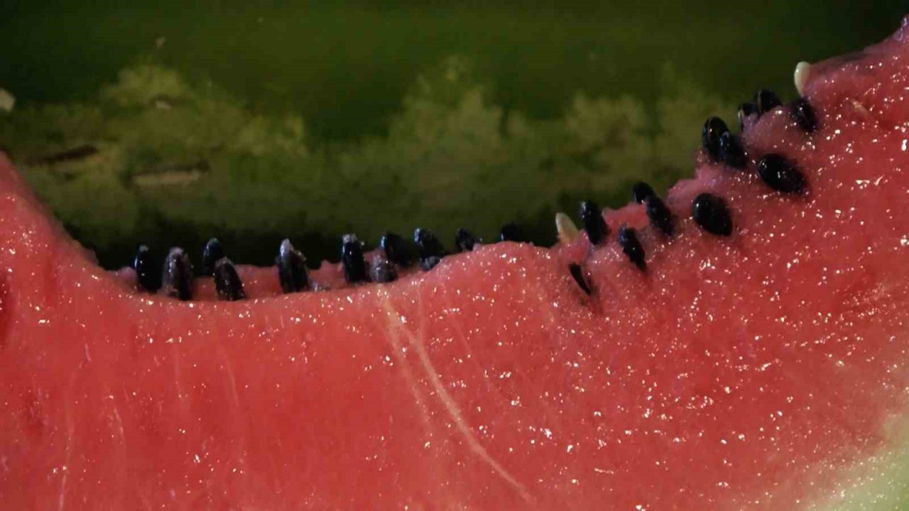 Prof. Dr. Arıca: “Karpuz çekirdeği çinko eksikliğine birebir faydalı ürün”