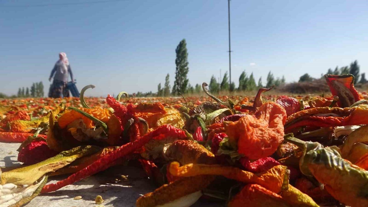 Muşlu çiftçiler ata tohumundan ürettikleri 50 ton sebzeyi hem kurutup hem de taze olarak satıyor