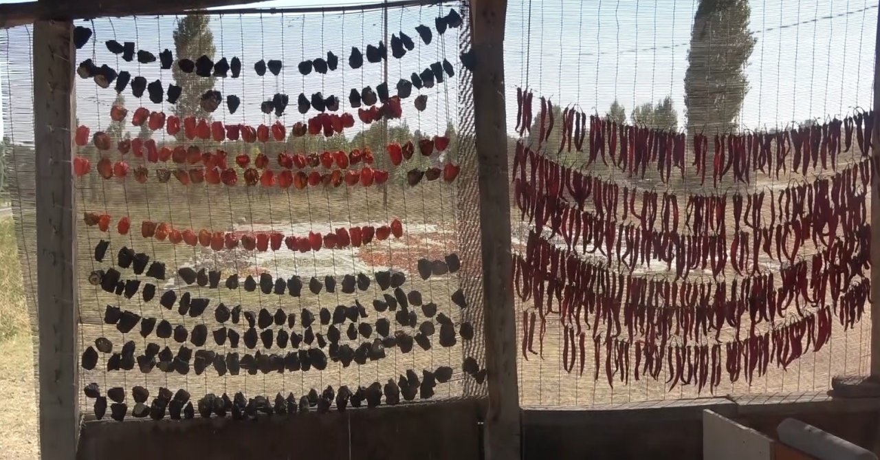 Muşlu çiftçiler ata tohumundan ürettikleri 50 ton sebzeyi hem kurutup hem de taze olarak satıyor