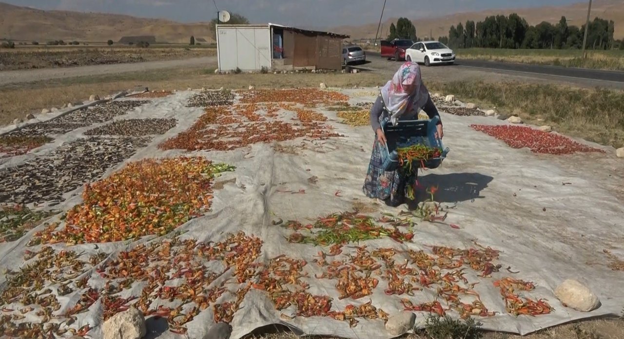 Muşlu çiftçiler ata tohumundan ürettikleri 50 ton sebzeyi hem kurutup hem de taze olarak satıyor