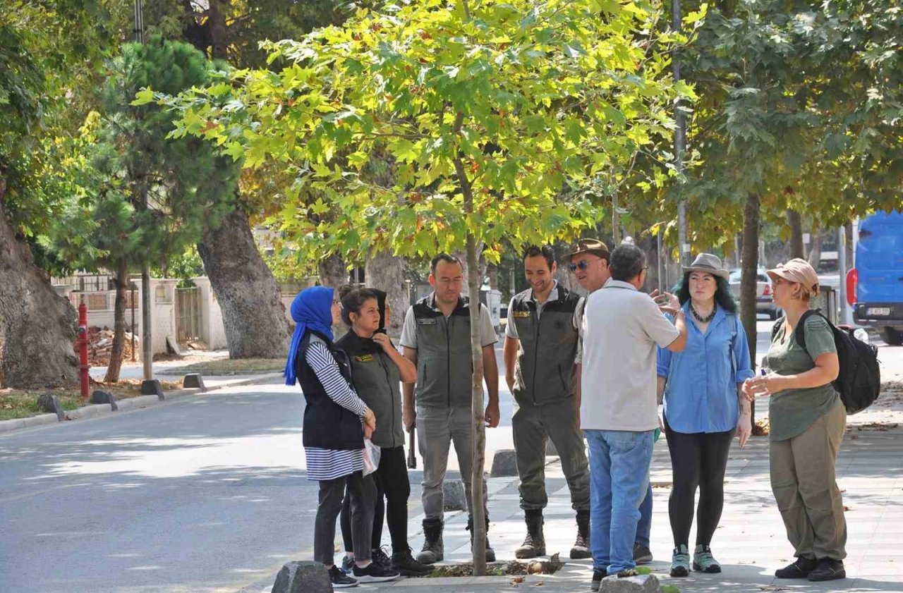 Sındırgı’da bulunan çınar ağaçları incelendi