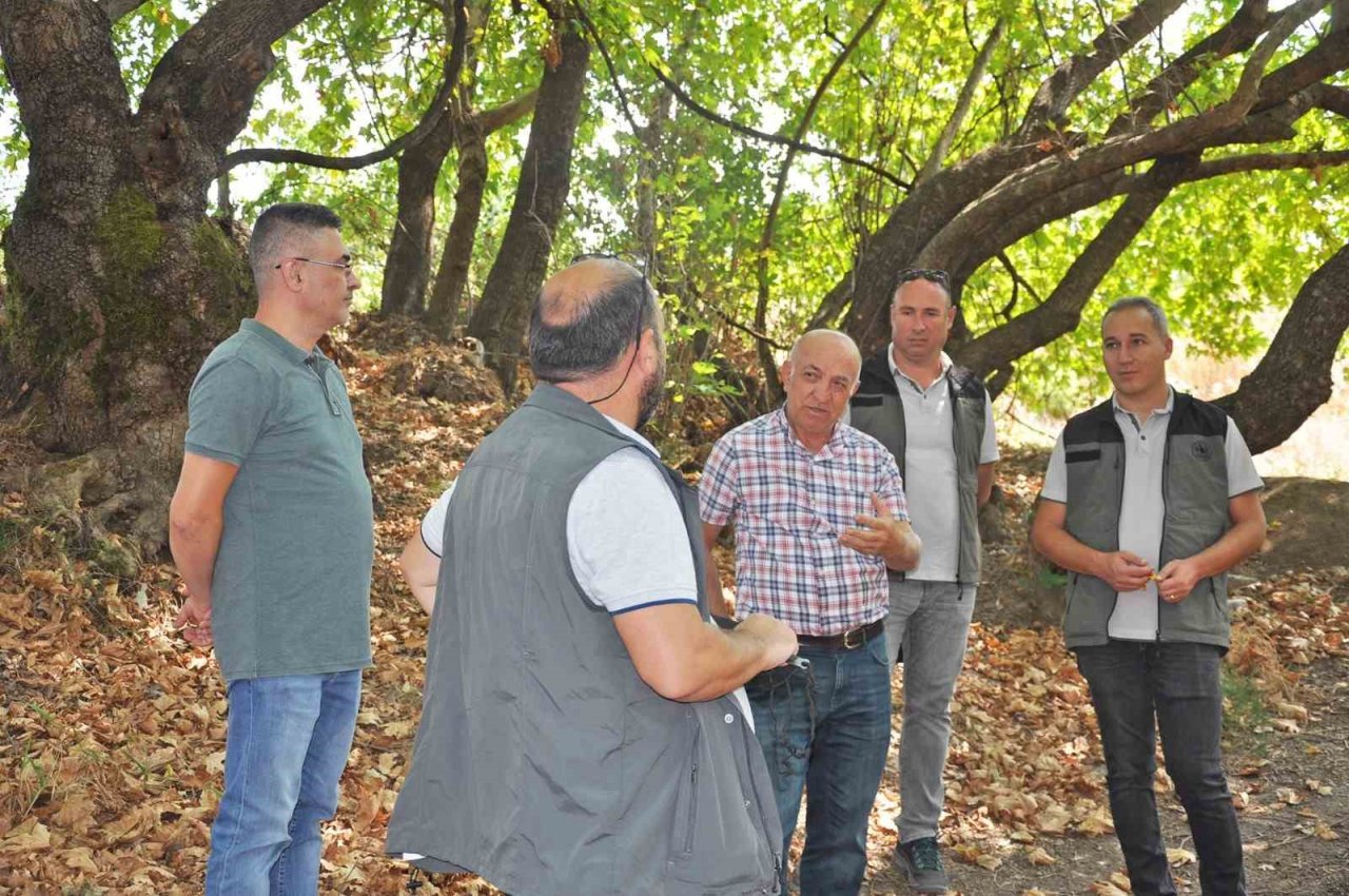 Sındırgı’da bulunan çınar ağaçları incelendi
