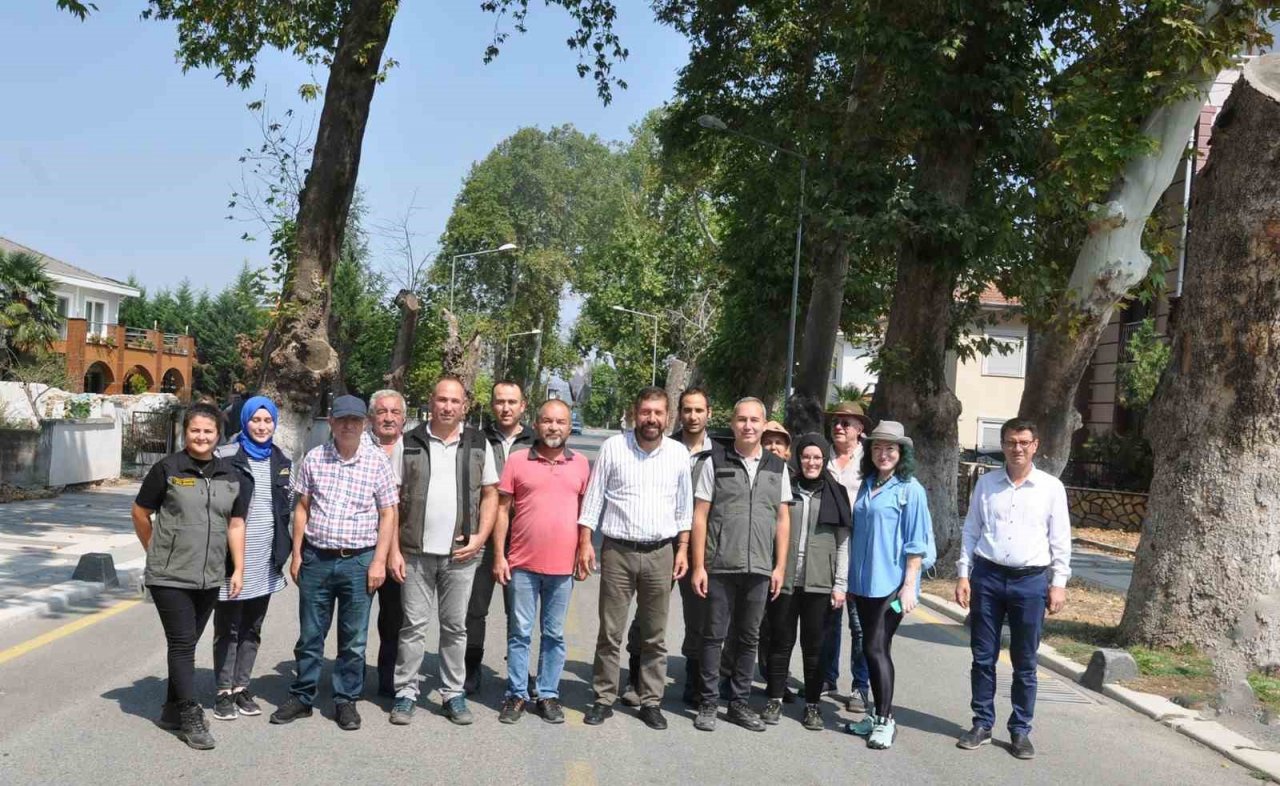 Sındırgı’da bulunan çınar ağaçları incelendi