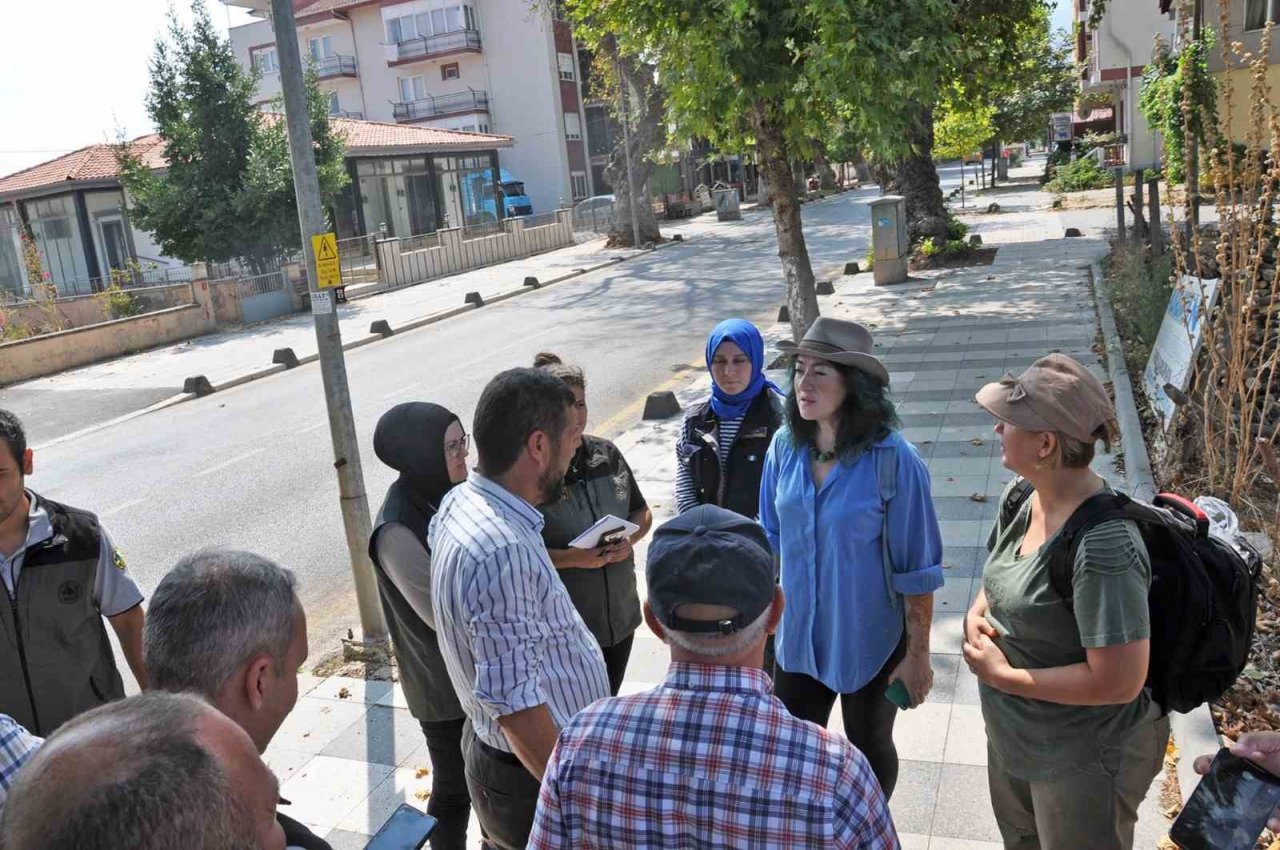 Sındırgı’da bulunan çınar ağaçları incelendi