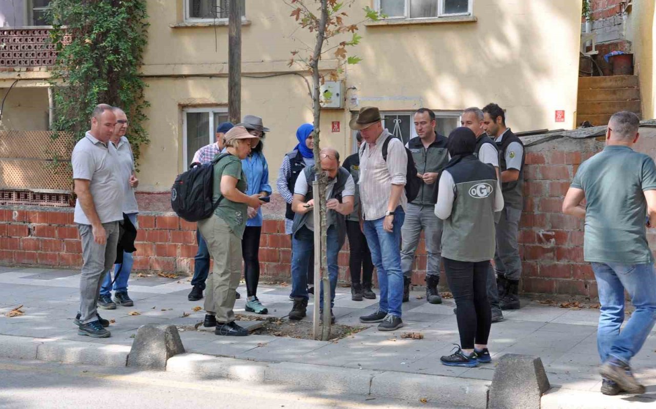 Sındırgı’da bulunan çınar ağaçları incelendi