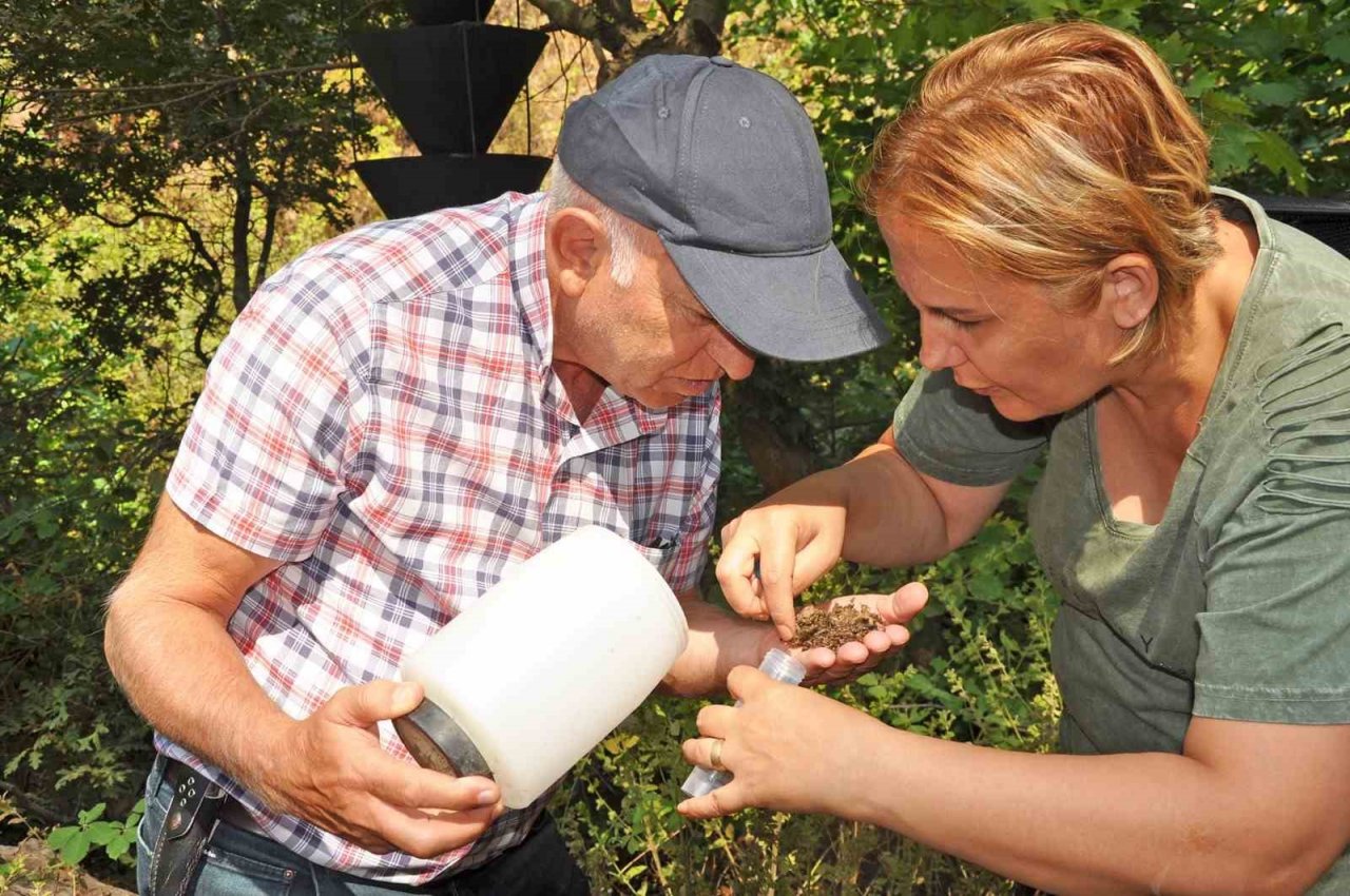 Sındırgı’da bulunan çınar ağaçları incelendi