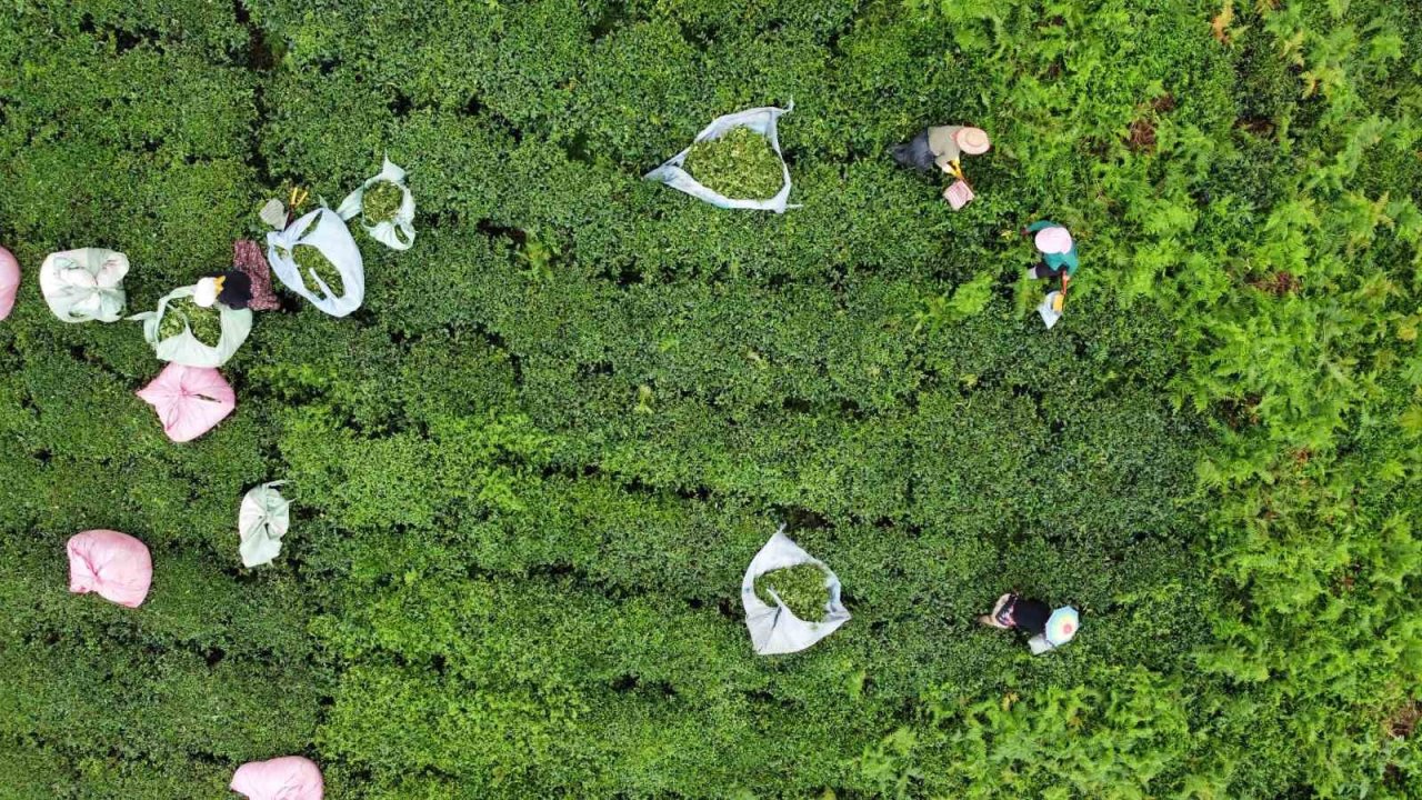 3. sürgünde sıcaklar yaş çayı yaktı, üretim yarıya düştü