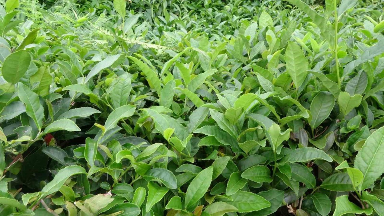 3. sürgünde sıcaklar yaş çayı yaktı, üretim yarıya düştü