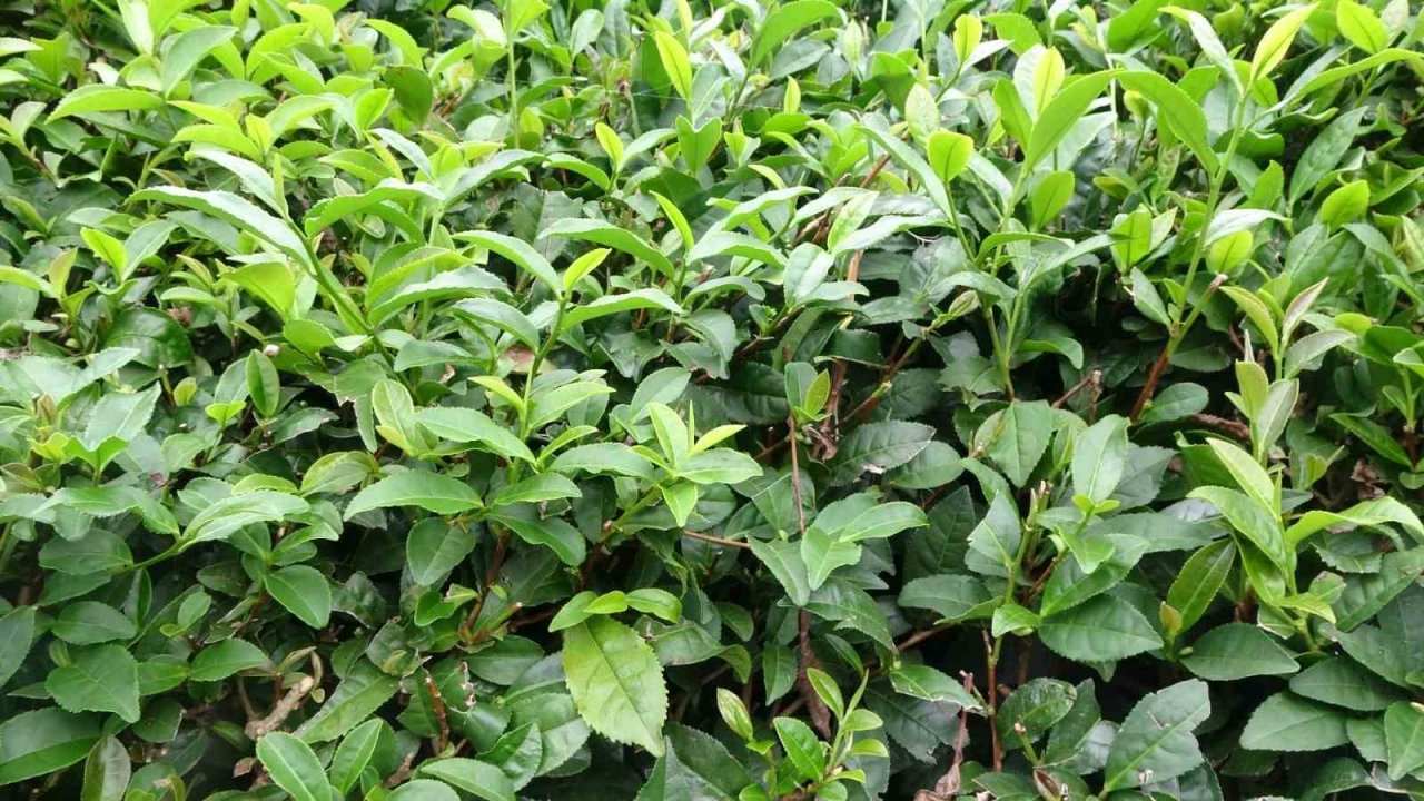 3. sürgünde sıcaklar yaş çayı yaktı, üretim yarıya düştü