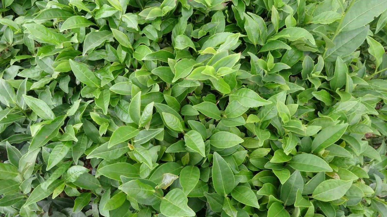 3. sürgünde sıcaklar yaş çayı yaktı, üretim yarıya düştü