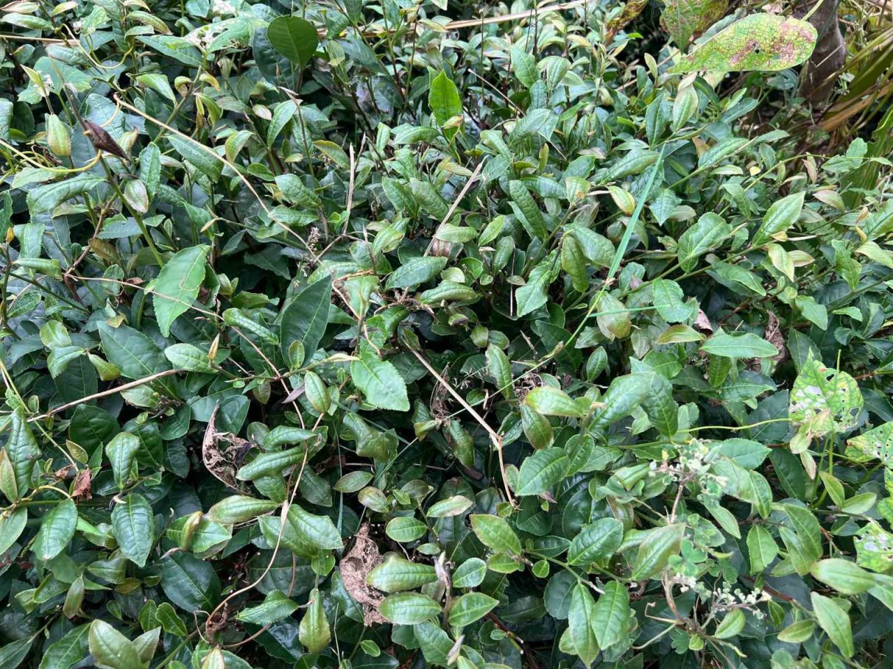 3. sürgünde sıcaklar yaş çayı yaktı, üretim yarıya düştü