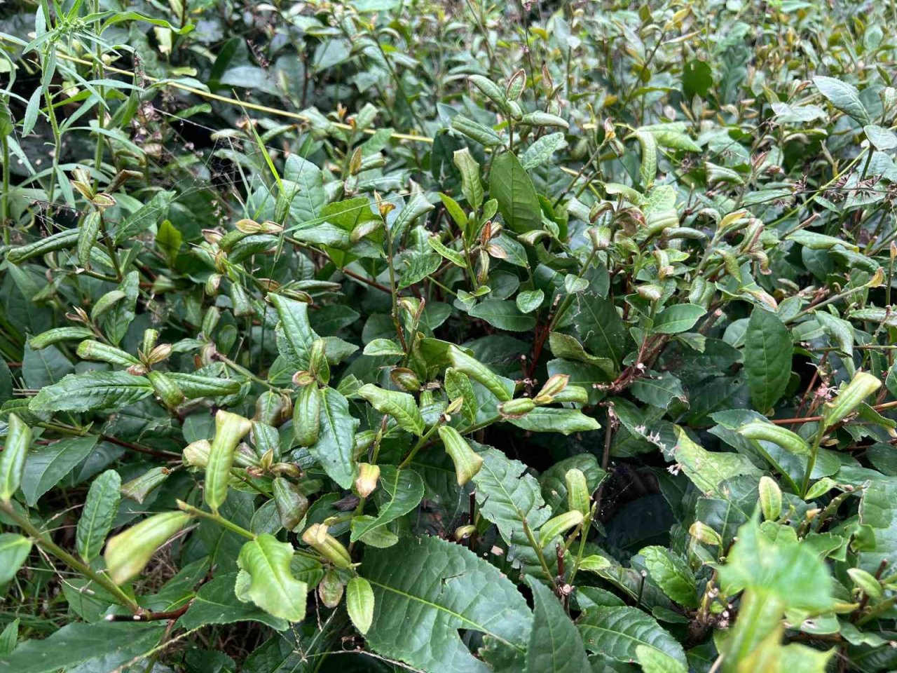 3. sürgünde sıcaklar yaş çayı yaktı, üretim yarıya düştü